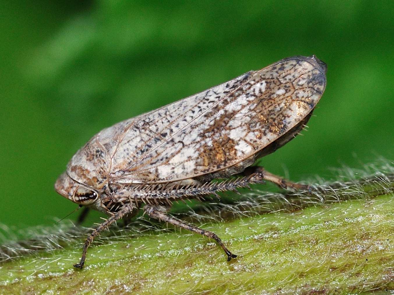 Deltocephalinae - Selenocephalus sp.